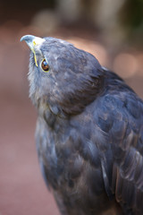Red-tailed Hawk