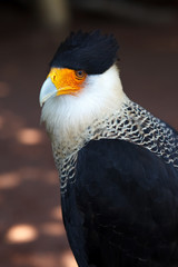 Obraz premium Northern Crested Caracara