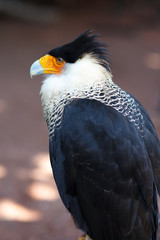 Northern Crested Caracara