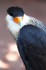 Northern Crested Caracara