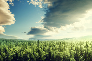 forest in sunset time