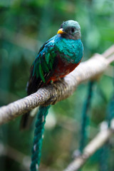 Quetzal