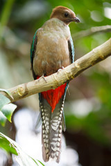 Quetzal