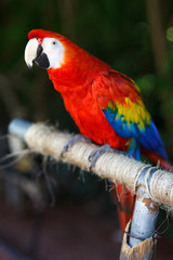 Scarlet Macaw