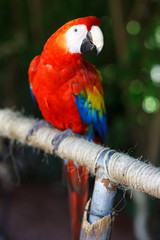 Scarlet Macaw