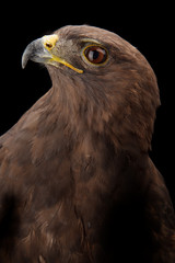 Lesser Spotted Eagle