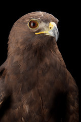 Lesser Spotted Eagle