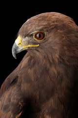 Obraz premium Lesser Spotted Eagle