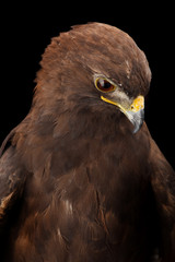 Lesser Spotted Eagle