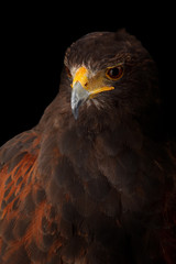 Harris's Hawk