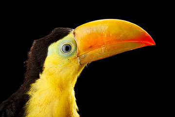 Baby toucan