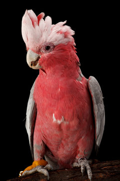 Fototapeta Rose-breasted Cockatoo, Galah.