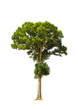 Irvingia malayana also known as Wild Almond, tropical tree in th