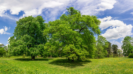 Fototapeta premium Park im Frühling