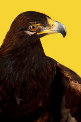 Golden Eagle