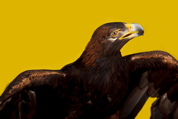Golden Eagle