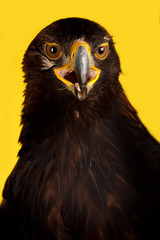 Golden Eagle