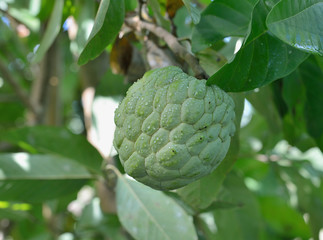 Sugar Apple or Custard Apple growing on a tree