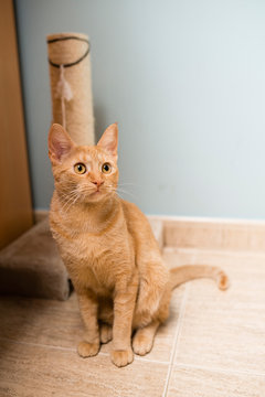 Orange cat portrait