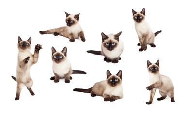 Fototapeta premium Cute Siamese Kitten In Different Positions