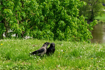 Krähen beim Flirten
