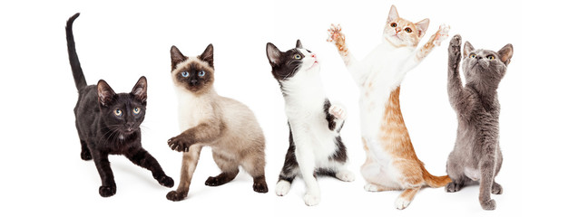 Five Cute Kittens Playing Together - obrazy, fototapety, plakaty