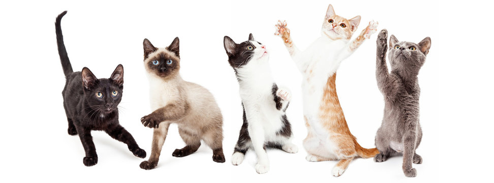 Fototapeta Five Cute Kittens Playing Together