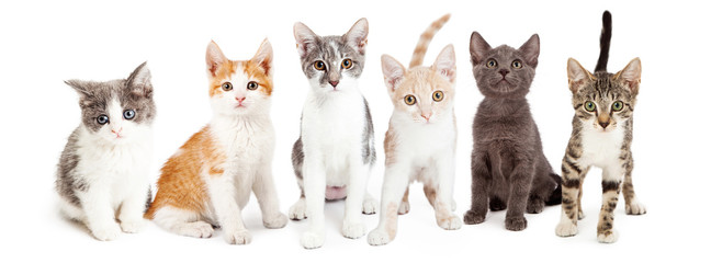 Row of Cute Kittens Together © adogslifephoto