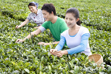 Three Young People Picking Tea