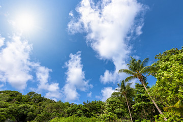 Obraz premium Beautiful high view blue sky cloud and sun during summer over palm tree on beach for background at Koh Similan Islands in Mu Ko Similan National Park, Phang Nga province, Thailand