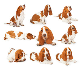 Series of Cute Basset Hound Puppy Photos