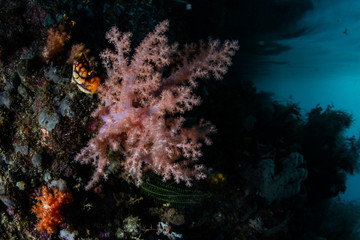 Fototapeta na wymiar Soft Coral in Raja Ampat