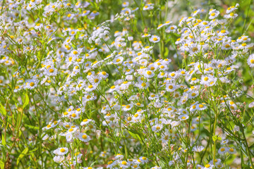 Field with daisies