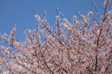Japan cherry blossom
