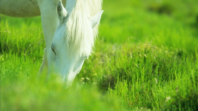 Camargue horse foal baby young wild livestock travel