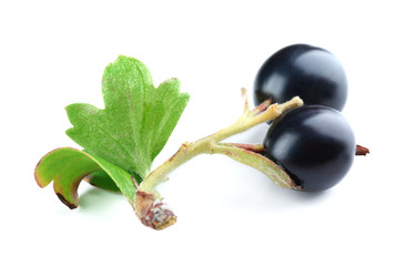 Wild black currant with green leaves isolated on white