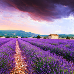 Naklejka na ściany i meble Lavender field summer sunset landscape