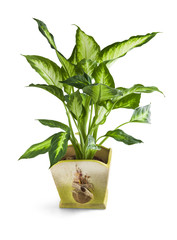 Home Leon plant in pot isolated on white with clipping path