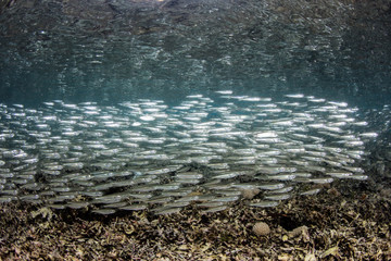 School of Silversides Swimming in Tight Formation