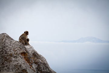 Gibraltar monekys