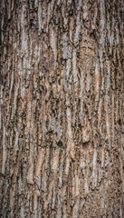Close up shot of brown tree bark Texture.