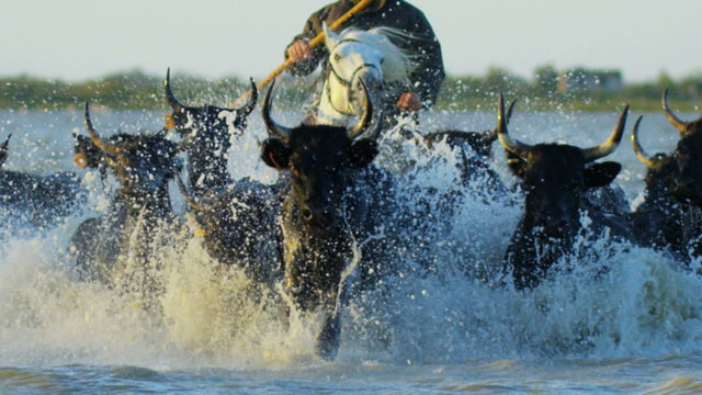 Bull black running water Camargue cowboy freedom power