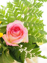 rose romantic flower