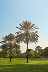 two palm trees in the park Dubai