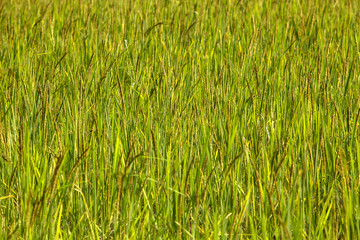 Background rice paddy in the rice field.