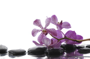 Obraz na płótnie Canvas Set of pink orchid and wet black stones