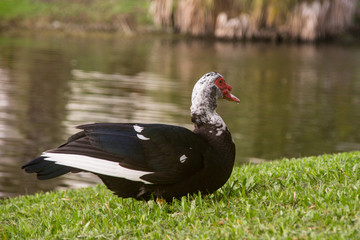 Muscovy duck close-up