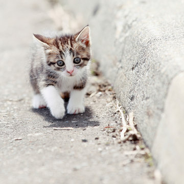 歩道を歩く子猫