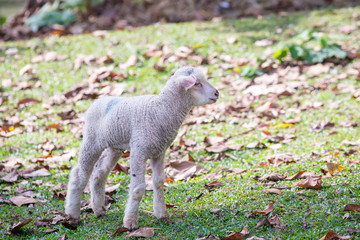 Obraz premium Lambs at sunny day in winter in the grass on the Mae Hong Son at thailand