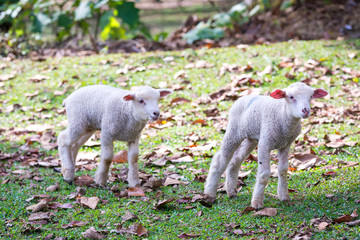 Lambs at sunny day in winter in the grass on the Mae Hong Son at thailand